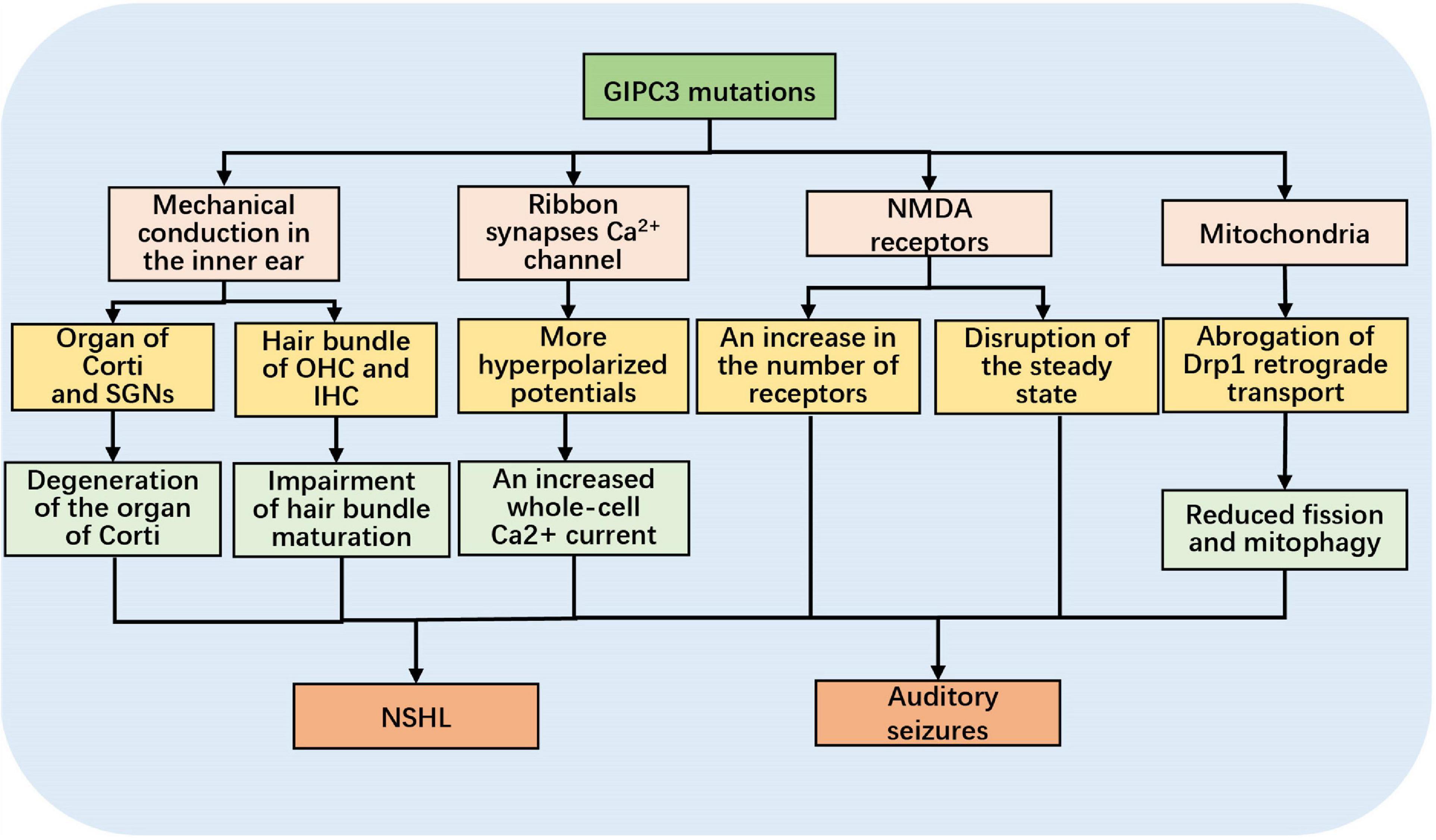 A review of the mechanisms underlying the role of the GIPC3 gene in hereditary deafness